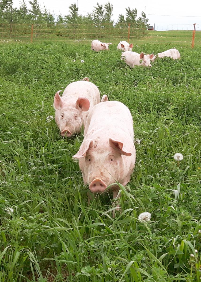 cochons dans l'herbe
