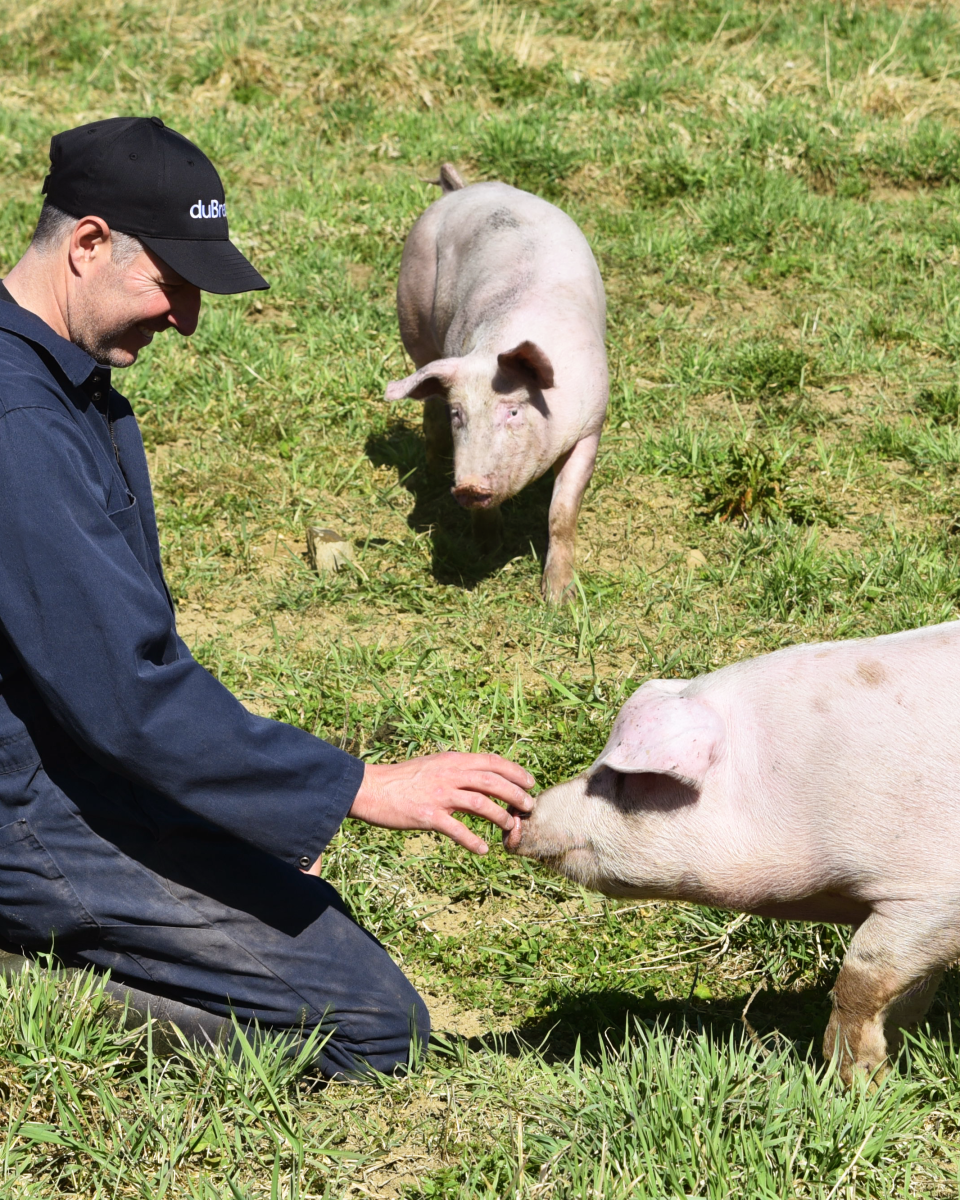 fermier et cochons