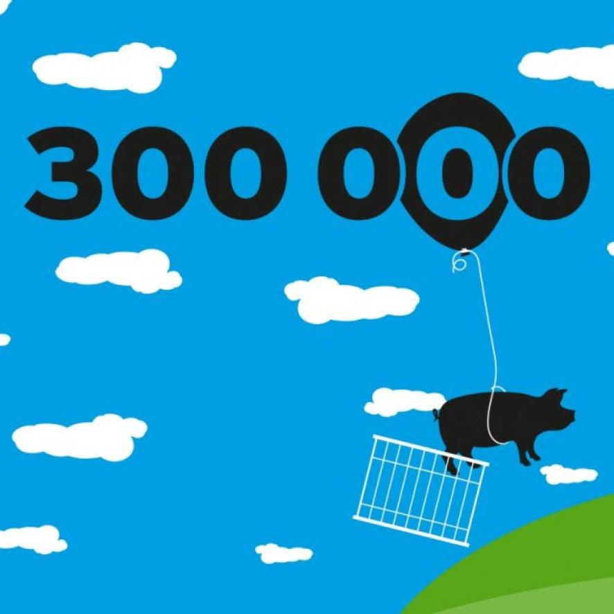 300 000 porcs