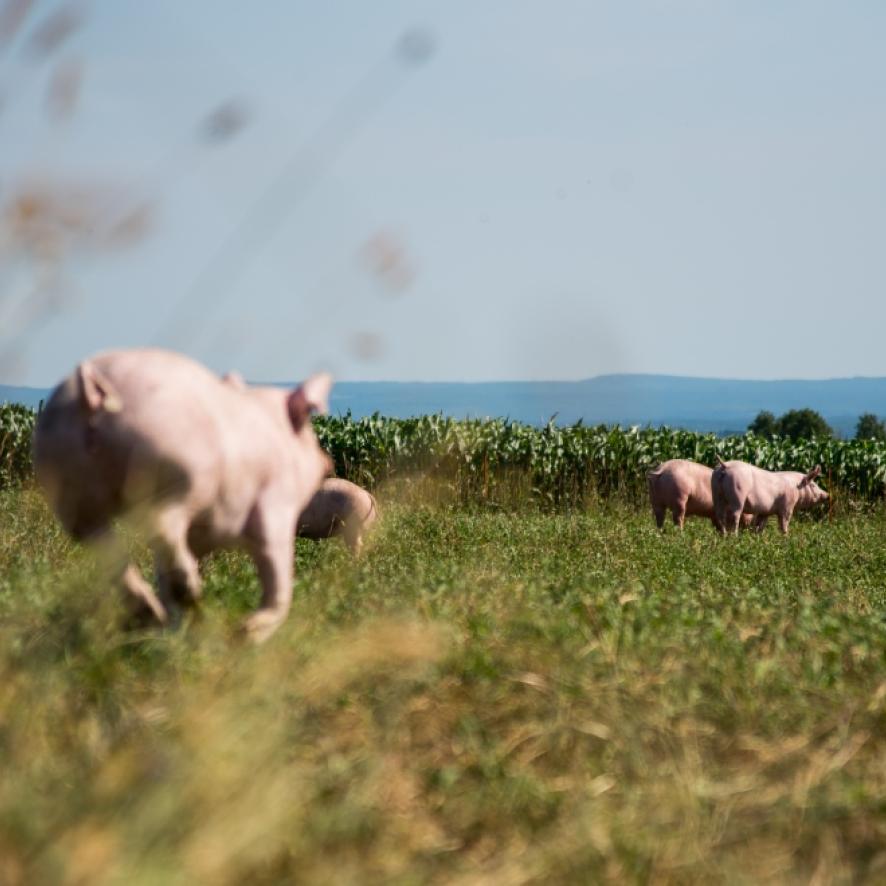 Cochon qui court