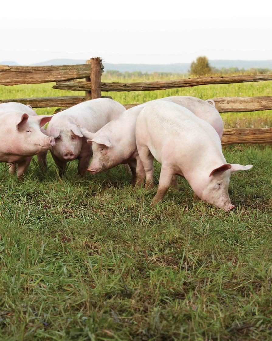 Porc bio à l'extérieur